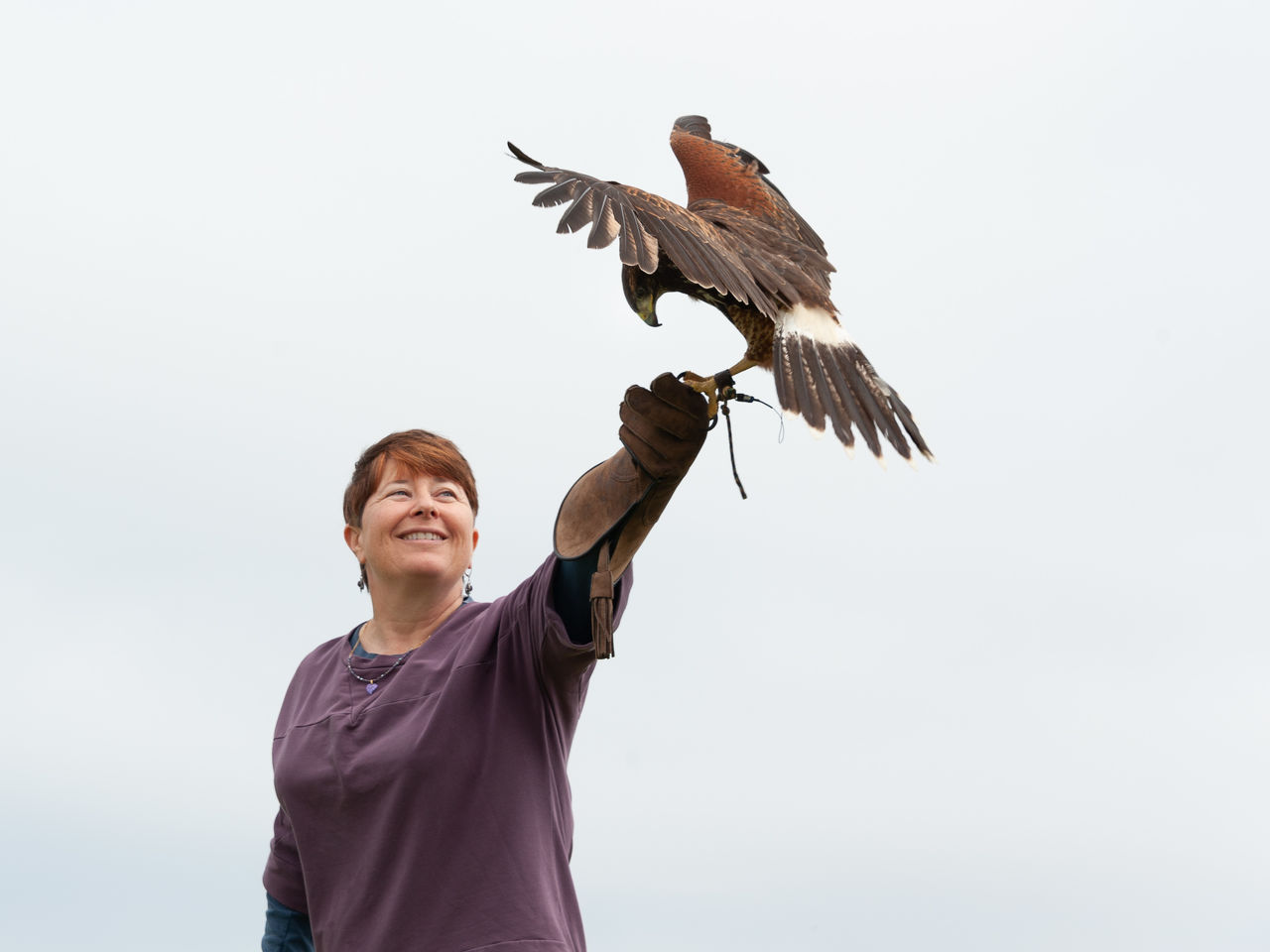 2018 Falconry-04
