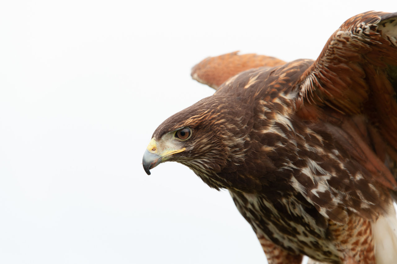 2018 Falconry-08