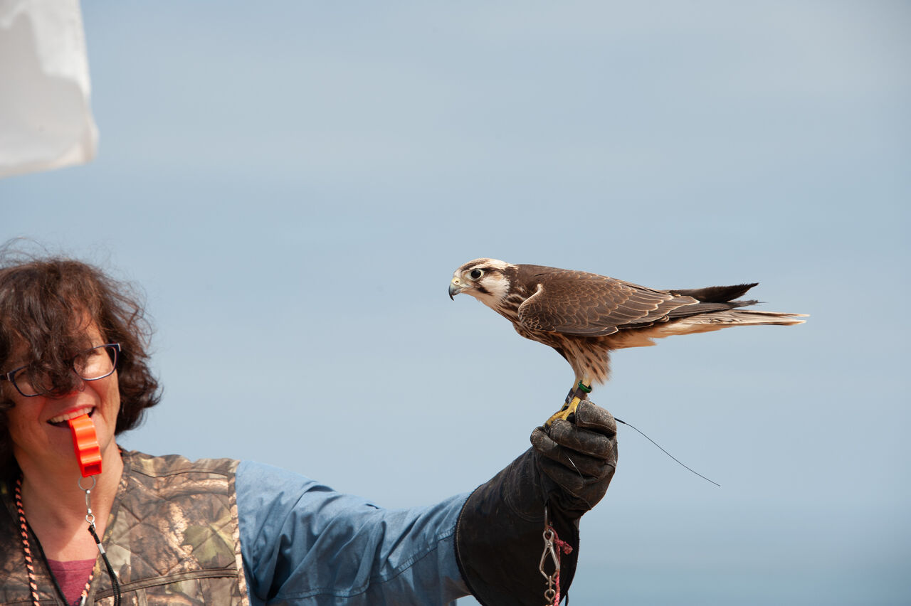 2018 Falconry-09