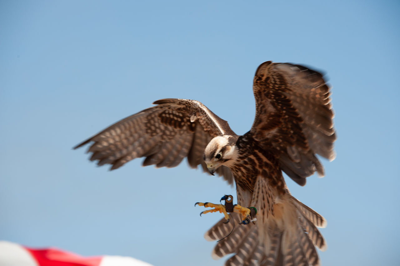 2018 Falconry-12