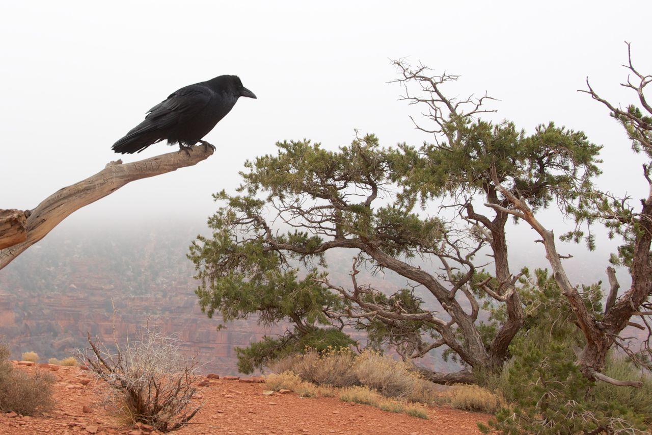 2013 12 Grand Canyon-11