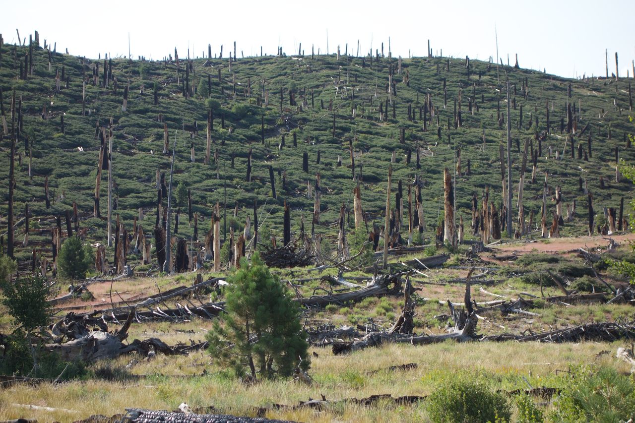 2014 08 Johnston Lake Mulepack-01