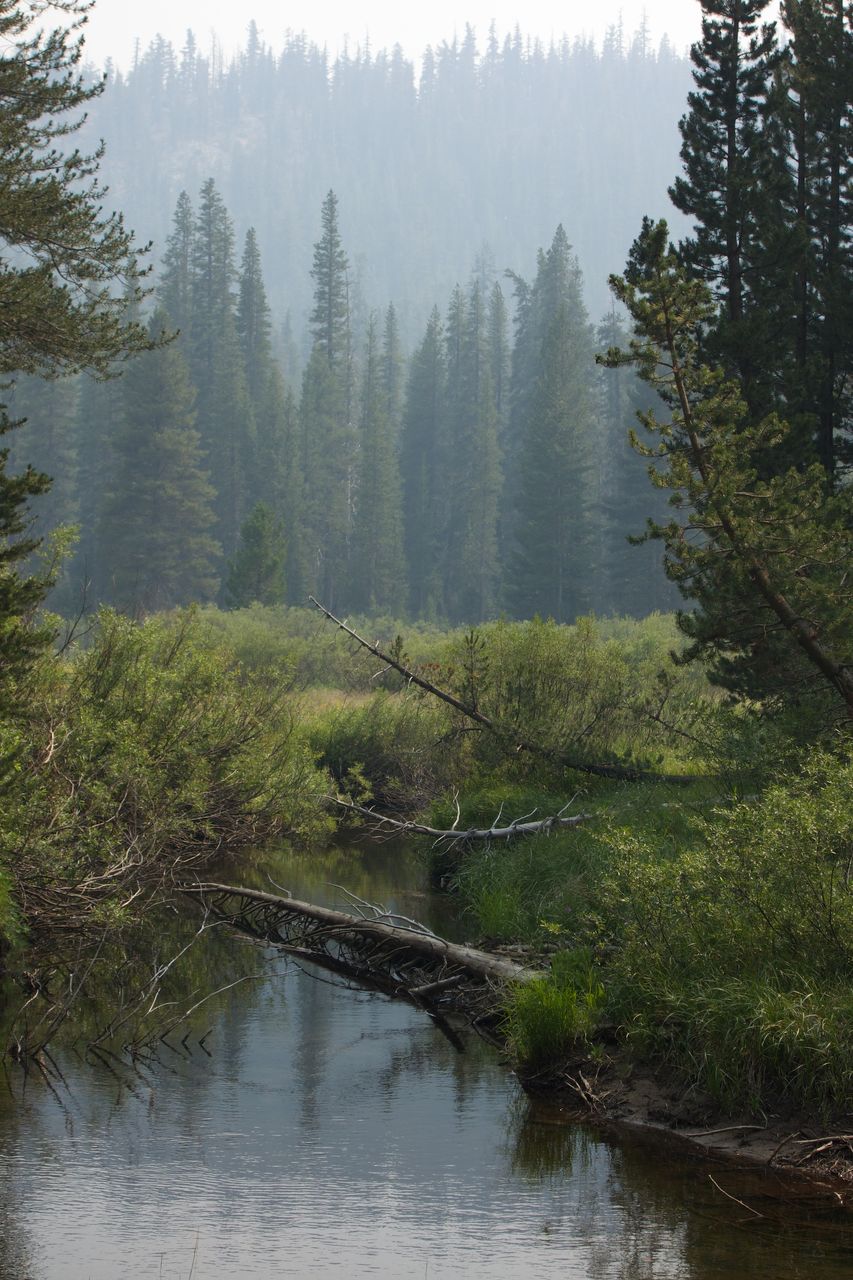 2014 08 Johnston Lake Mulepack-07
