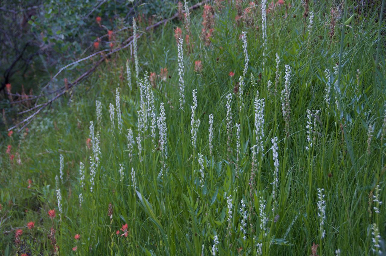 2017 Mcgee Creek Flowers-002