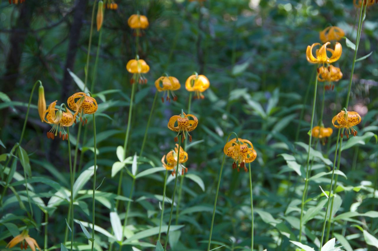 2017 Mcgee Creek Flowers-004