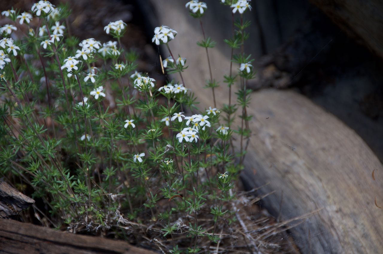 2017 Mcgee Creek Flowers-005