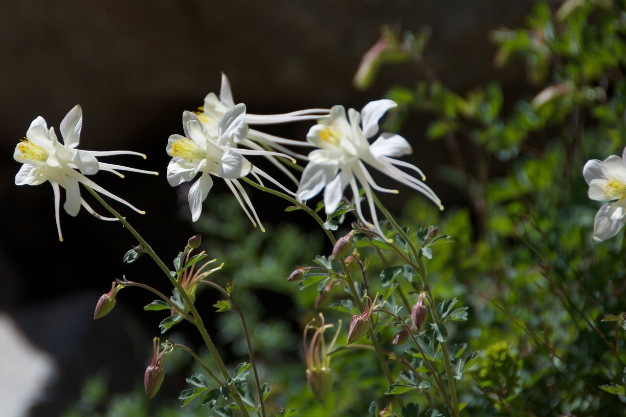 2017 Mcgee Creek Flowers-006