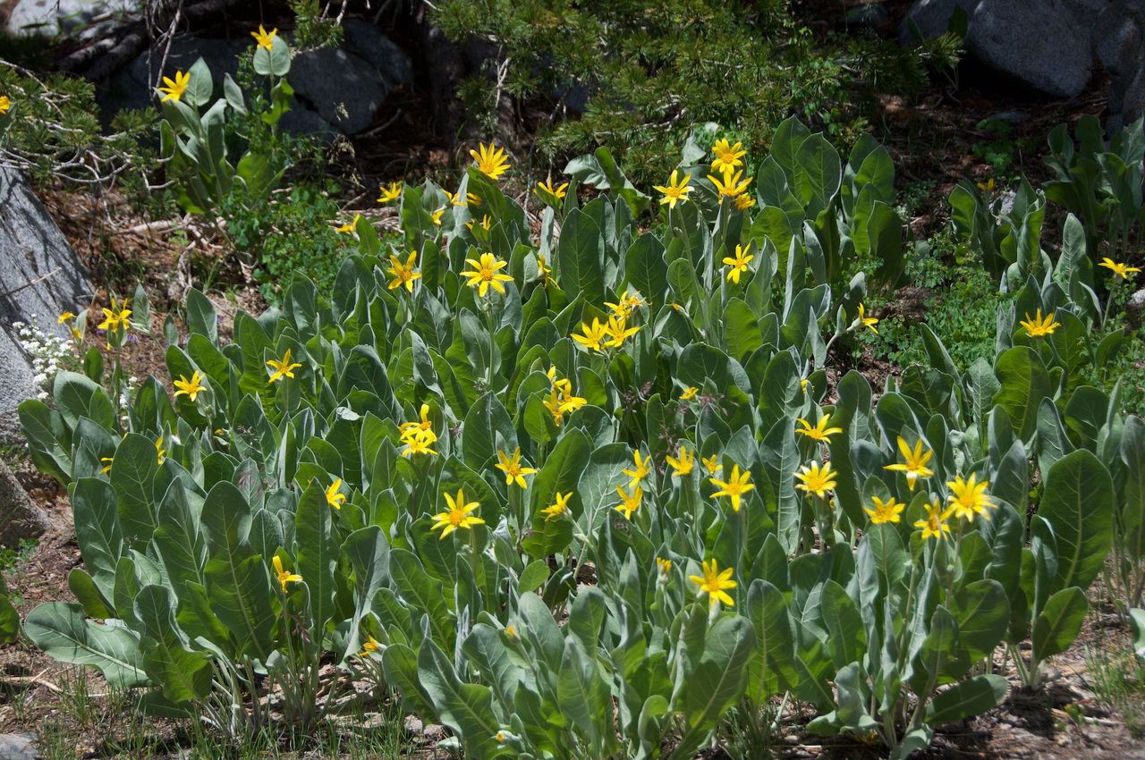 2017 Mcgee Creek Flowers-008