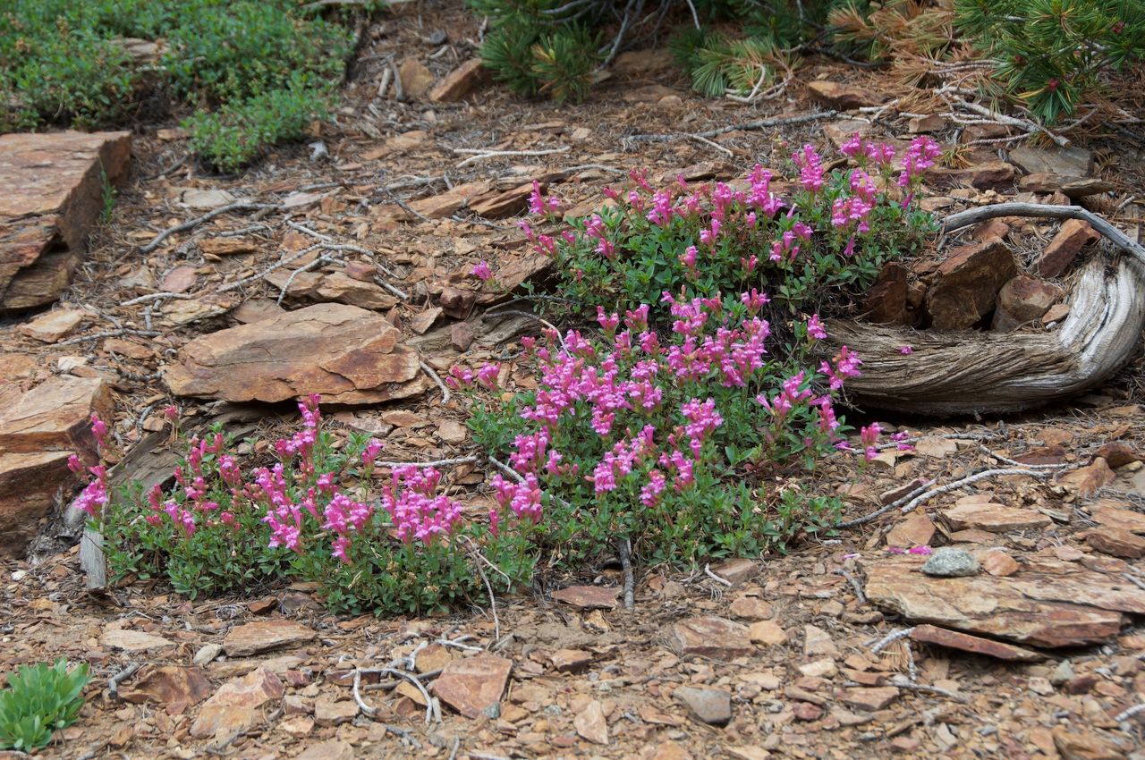 2017 Mcgee Creek Flowers-011