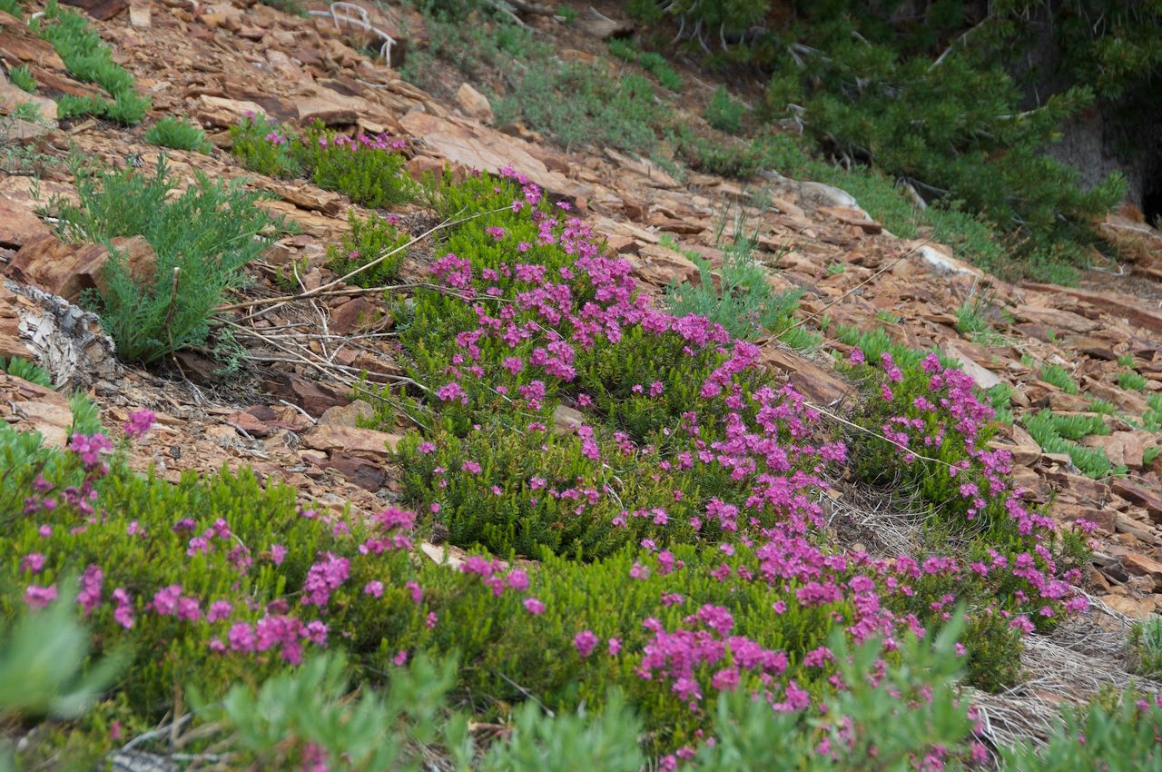 2017 Mcgee Creek Flowers-014