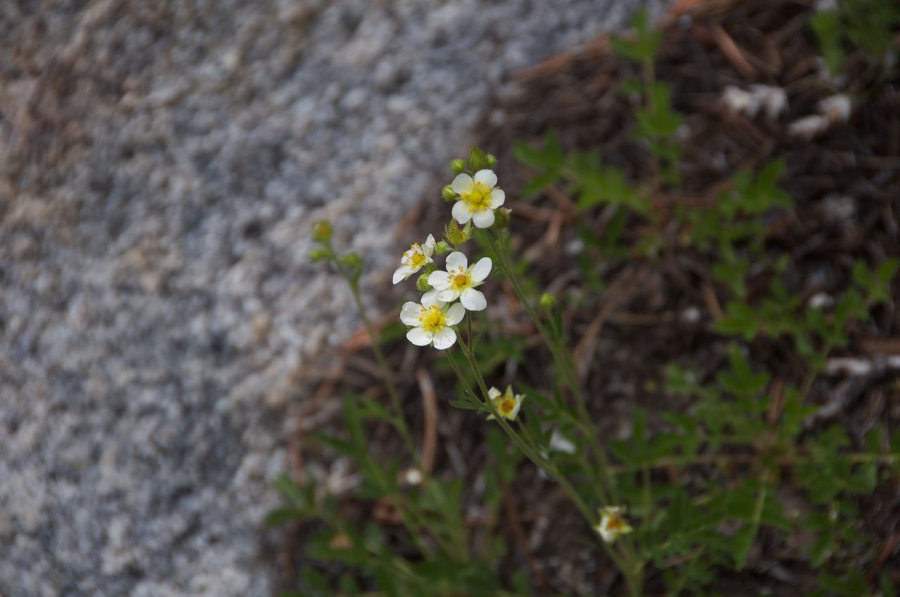 2017 Mcgee Creek Flowers-015