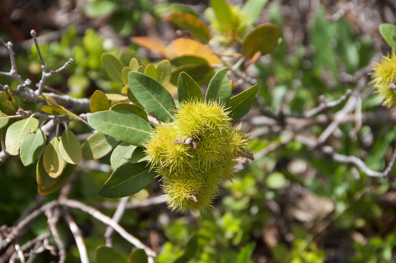 2017 Mcgee Creek Flowers-016