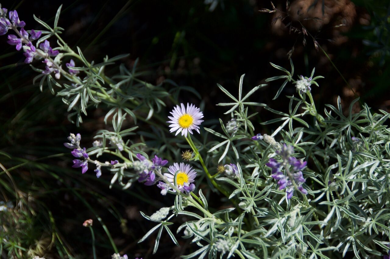 2017 Mcgee Creek Flowers-021