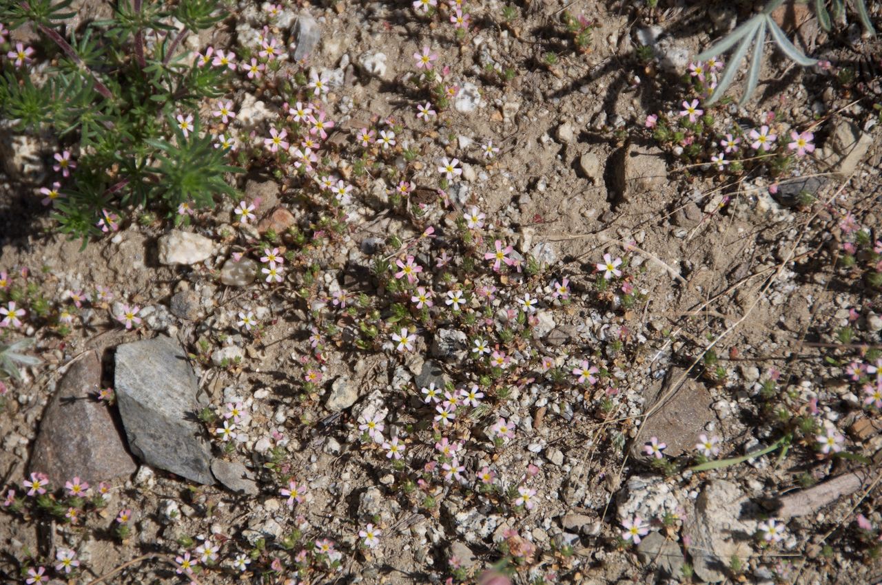 2017 Mcgee Creek Flowers-022