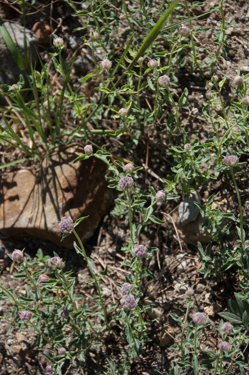 2017 Mcgee Creek Flowers-024