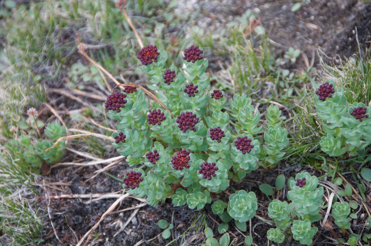 2017 Mcgee Creek Flowers-031