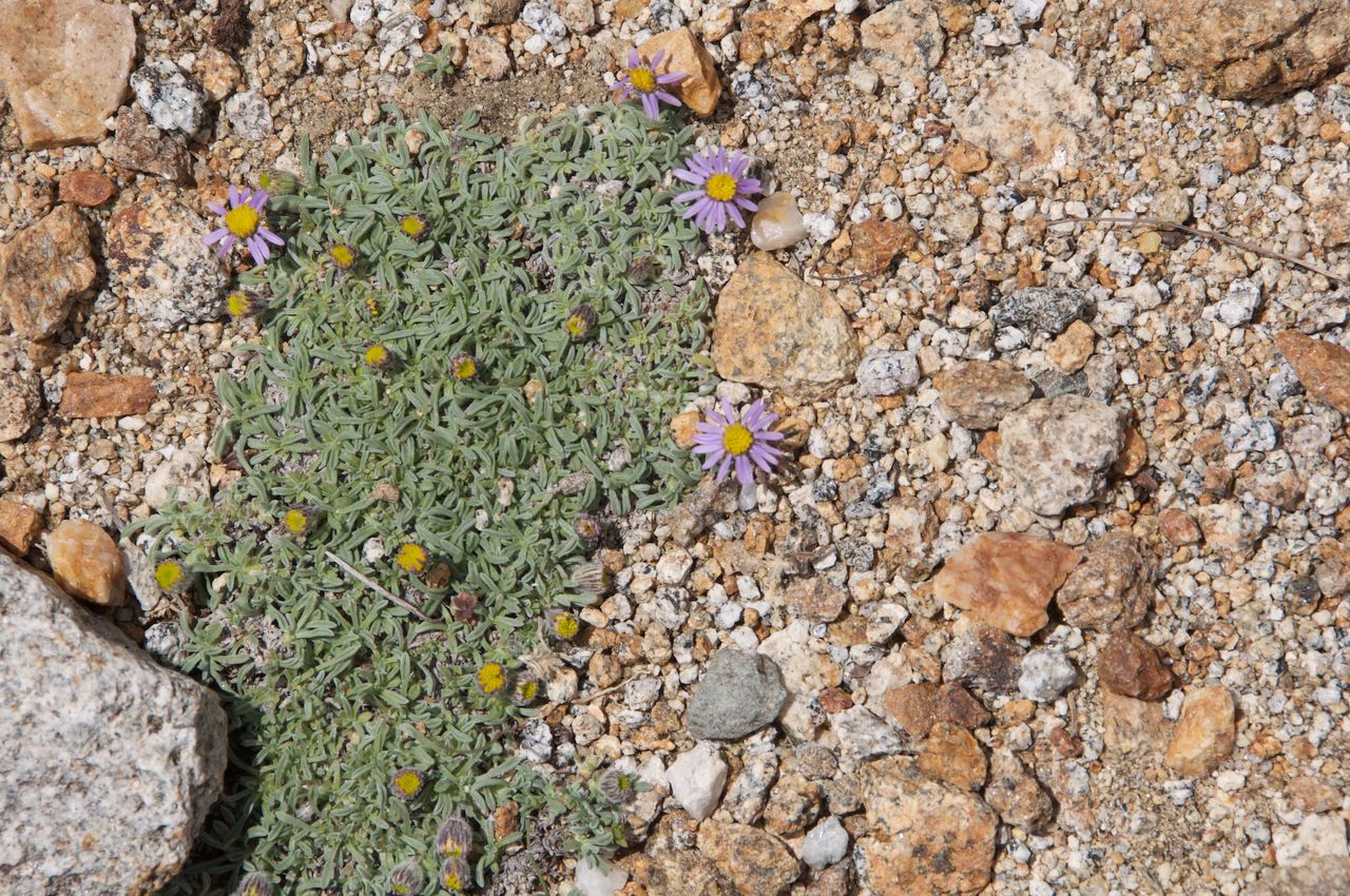 2017 Mcgee Creek Flowers-033