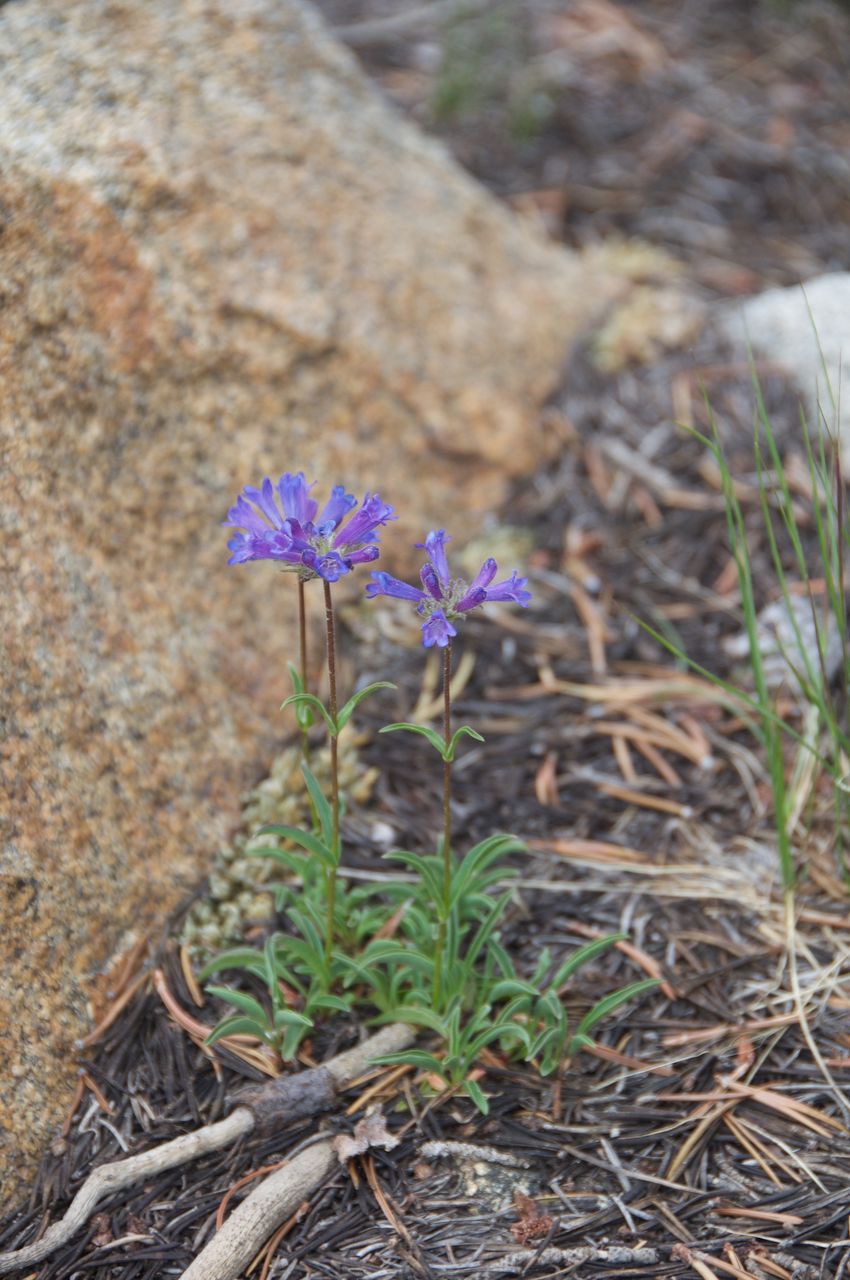 2017 Mcgee Creek Flowers-040