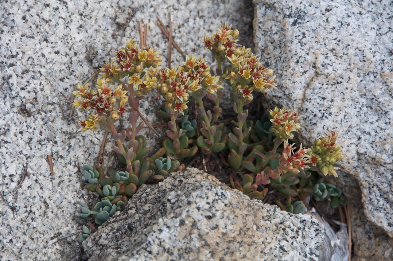 2017 Mcgee Creek Flowers-042