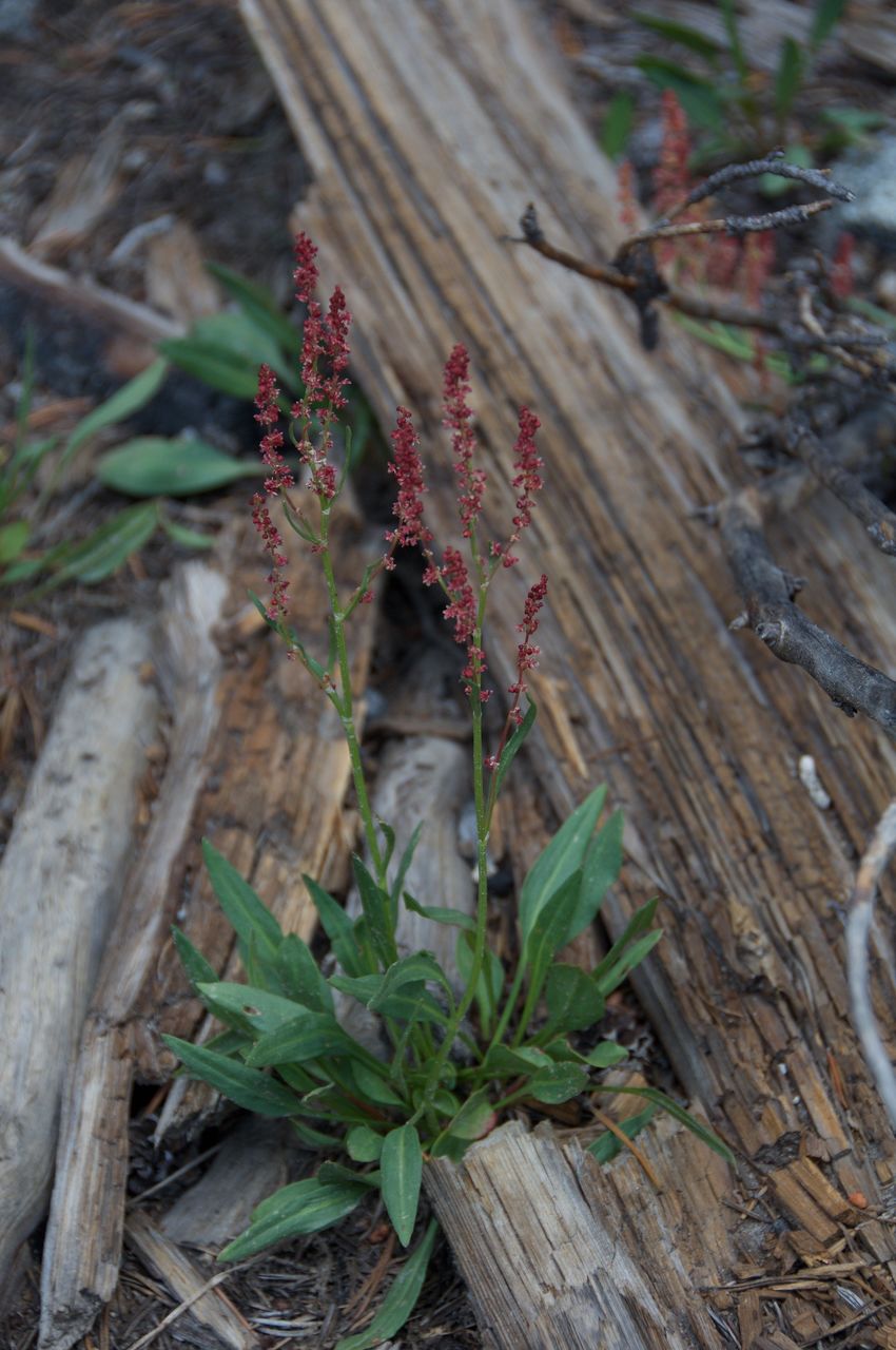 2017 Mcgee Creek Flowers-044