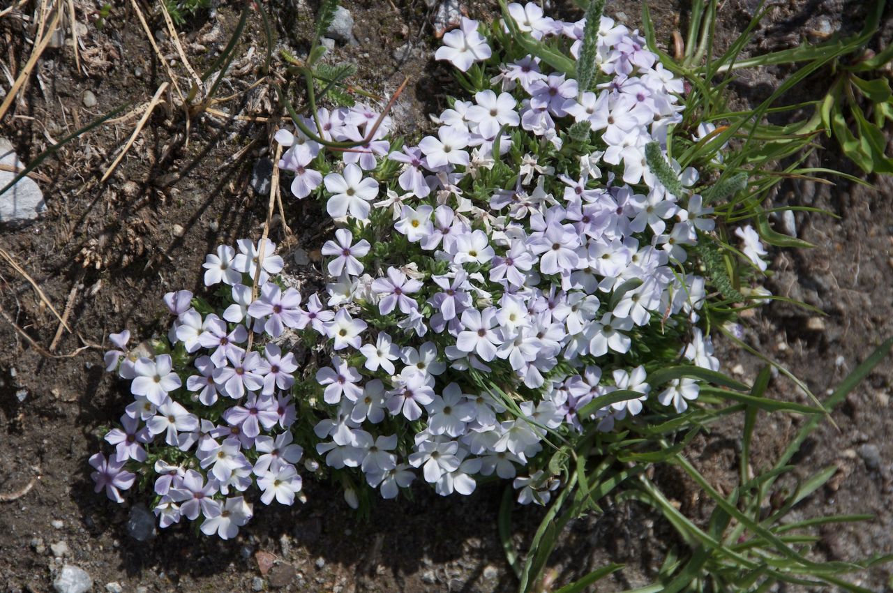 2017 Mcgee Creek Flowers-049