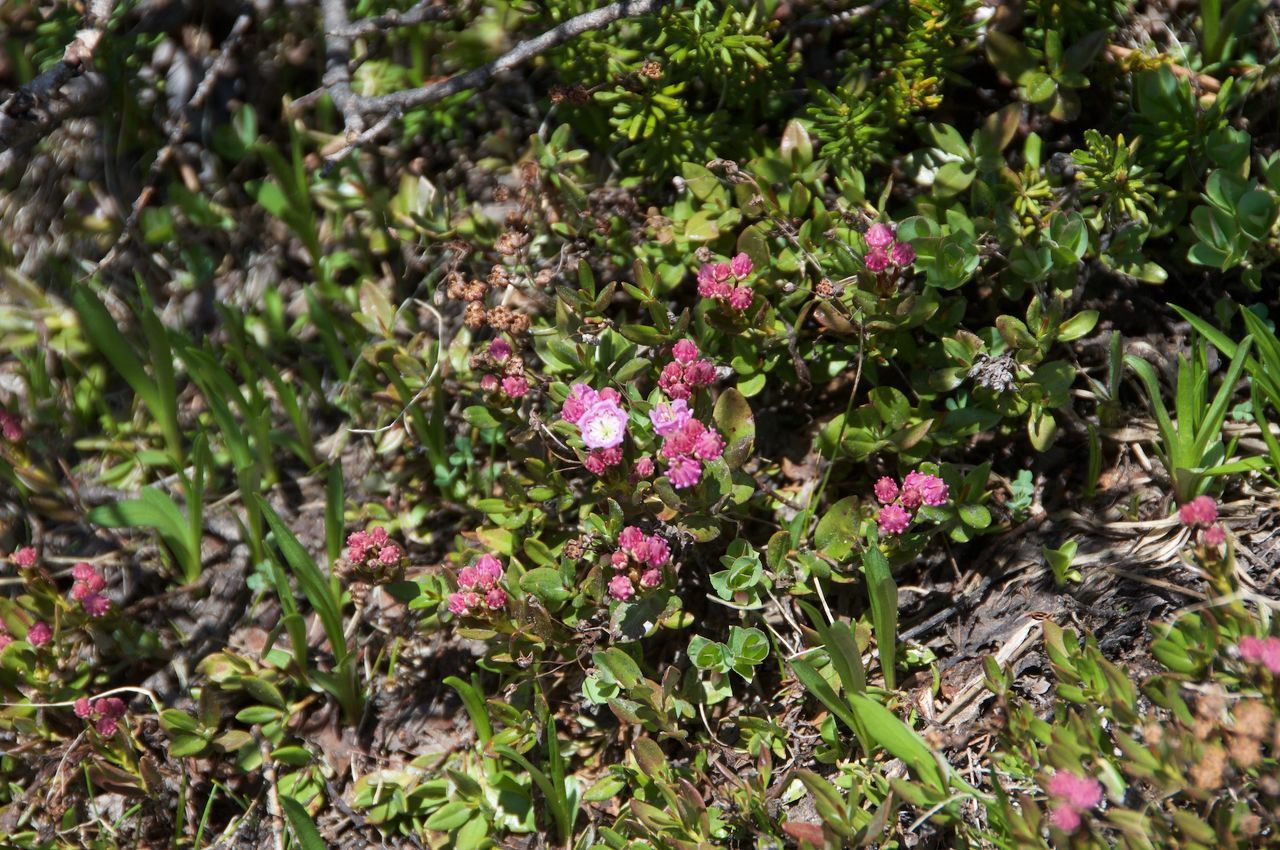 2017 Mcgee Creek Flowers-050