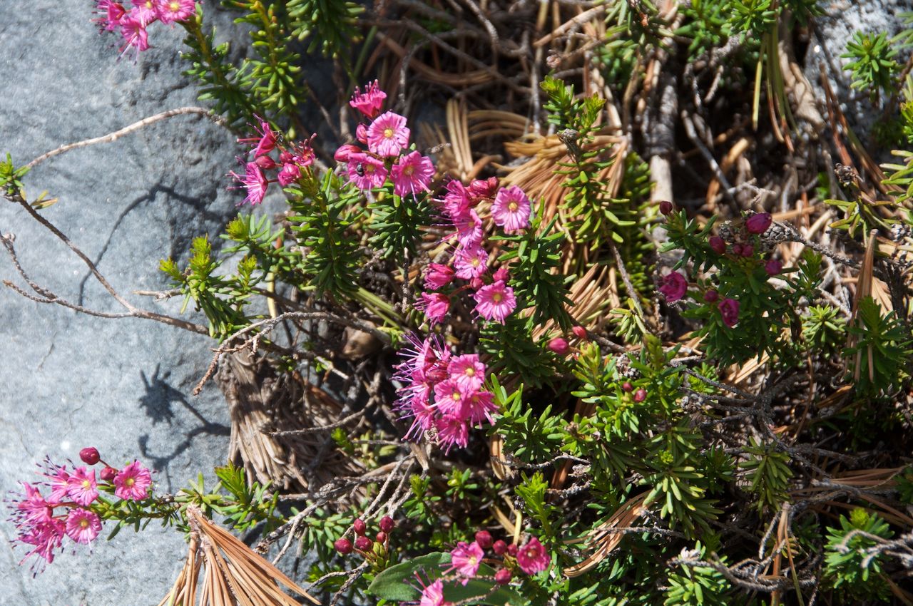 2017 Mcgee Creek Flowers-051