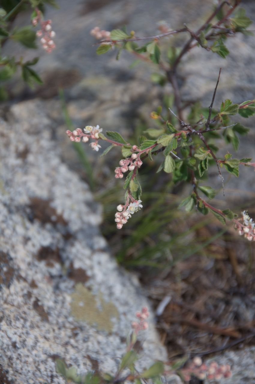 2017 Mcgee Creek Flowers-052