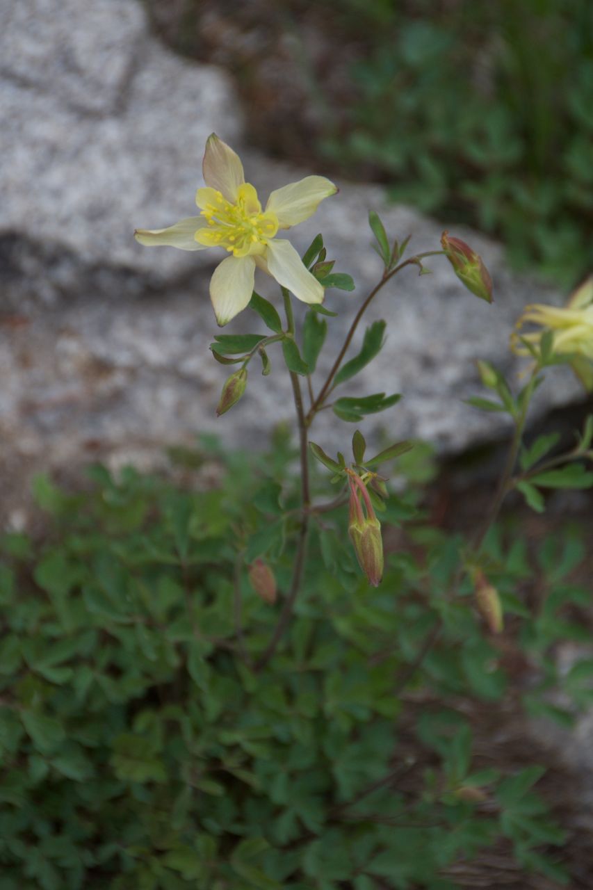 2017 Mcgee Creek Flowers-054