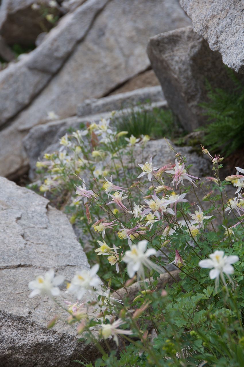 2017 Mcgee Creek Flowers-055