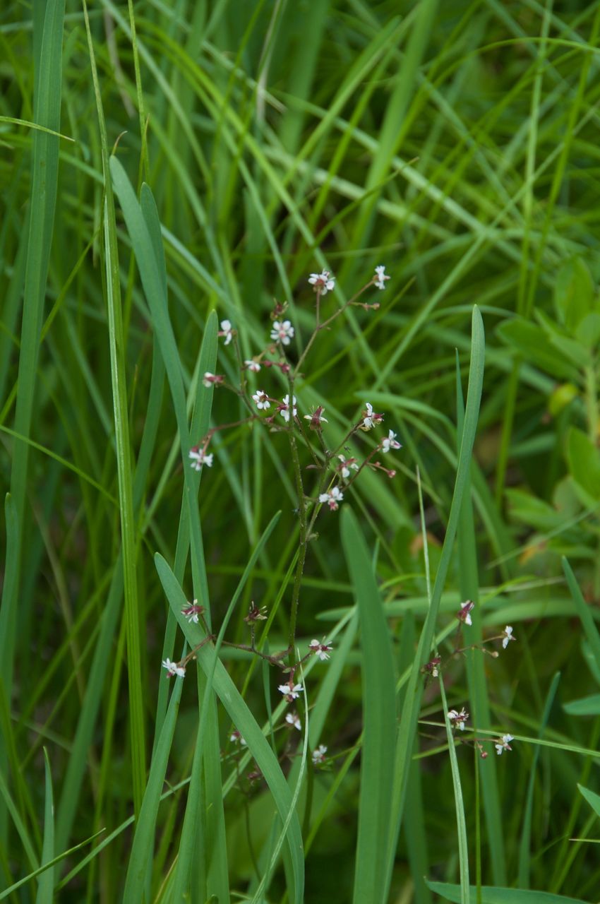 2017 Mcgee Creek Flowers-057
