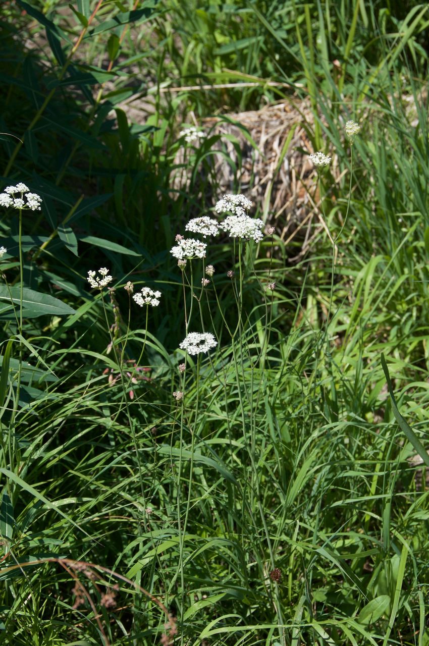 2017 Mcgee Creek Flowers-065