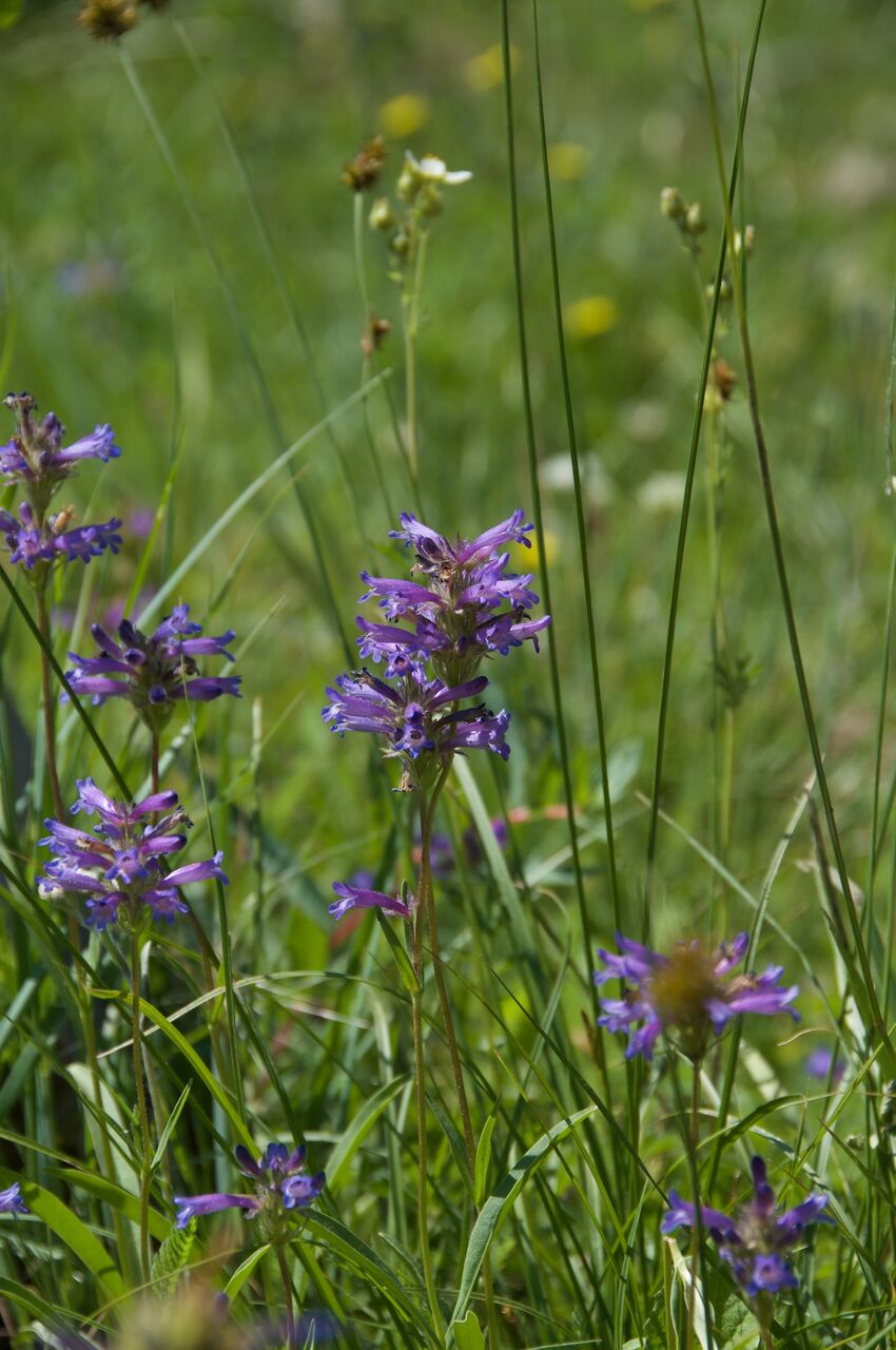 2017 Mcgee Creek Flowers-067