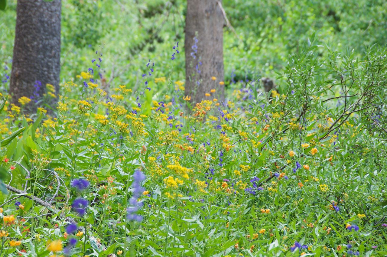2017 Mcgee Creek Flowers-072