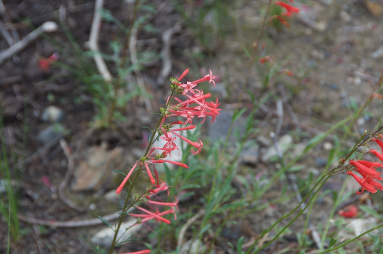 2017 Mcgee Creek Flowers-074