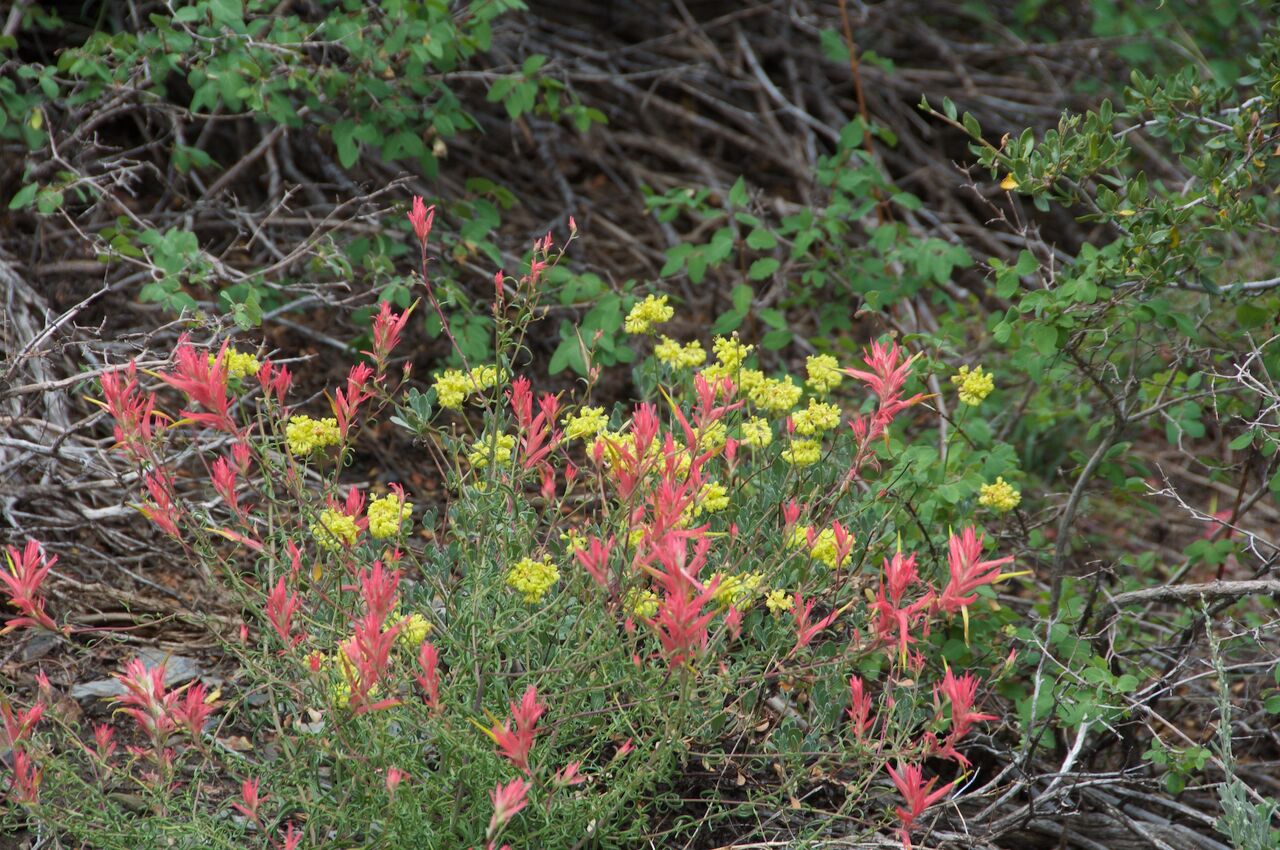2017 Mcgee Creek Flowers-076