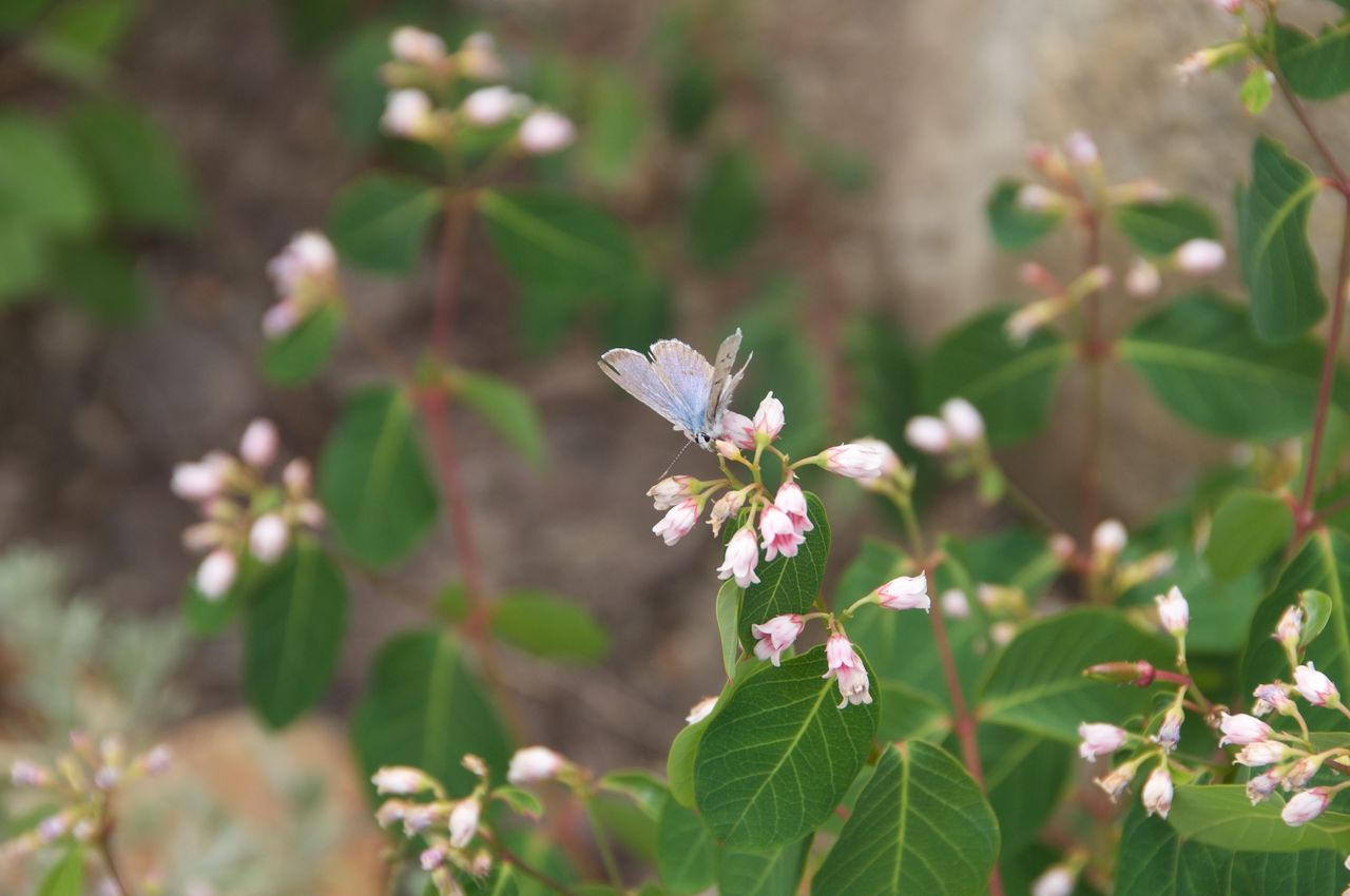 2017 Mcgee Creek Flowers-078