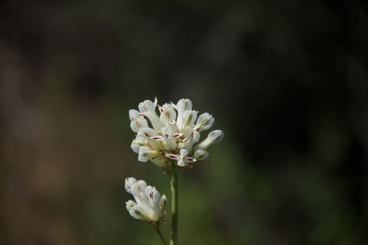 2018 04 Trippet Hike-09