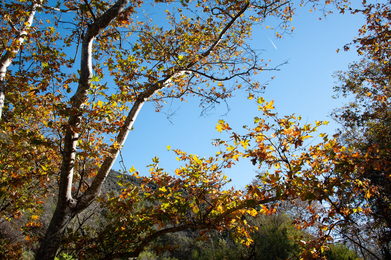 2018 12 Temescal-13