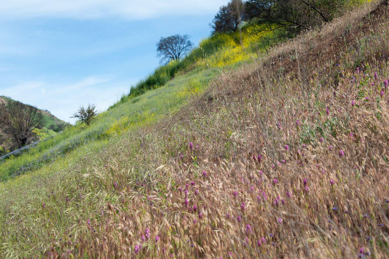 2019 Malibu Creek-03