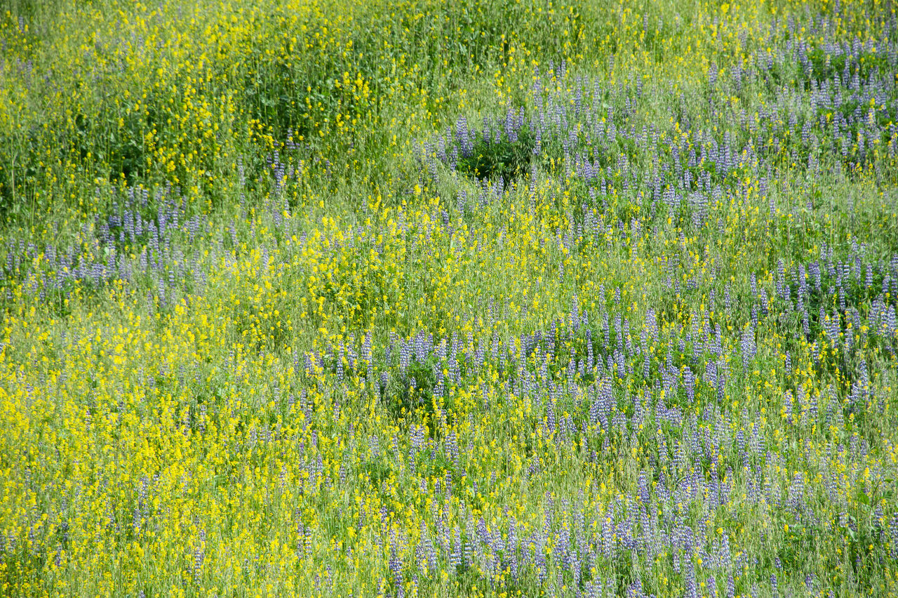 2019 Malibu Creek-04