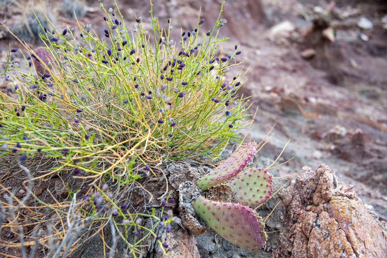 2020 02 Grand Canyon-053